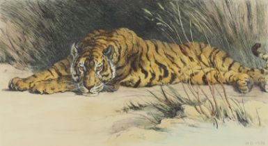 British School,  early 20th century-  A recumbent Tiger; and Lion;  etchings, the first signed ...