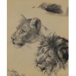 European School,  early/mid 20th century -  Study of lions, 1935;  black crayon on paper indist...