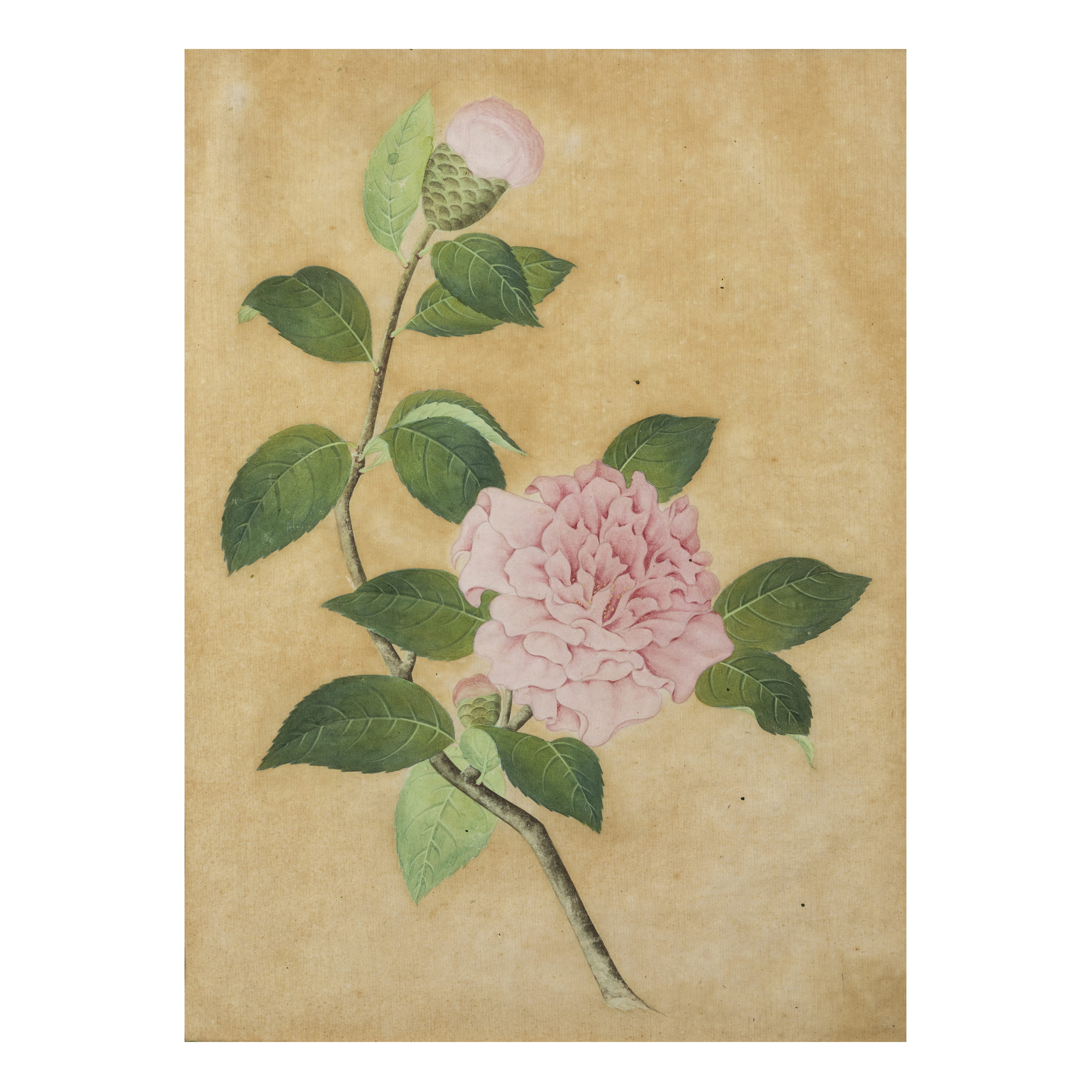 Chinese school, early 20th century 'Botanical studies' Gouache on paper, four paintings depicti... - Image 2 of 5