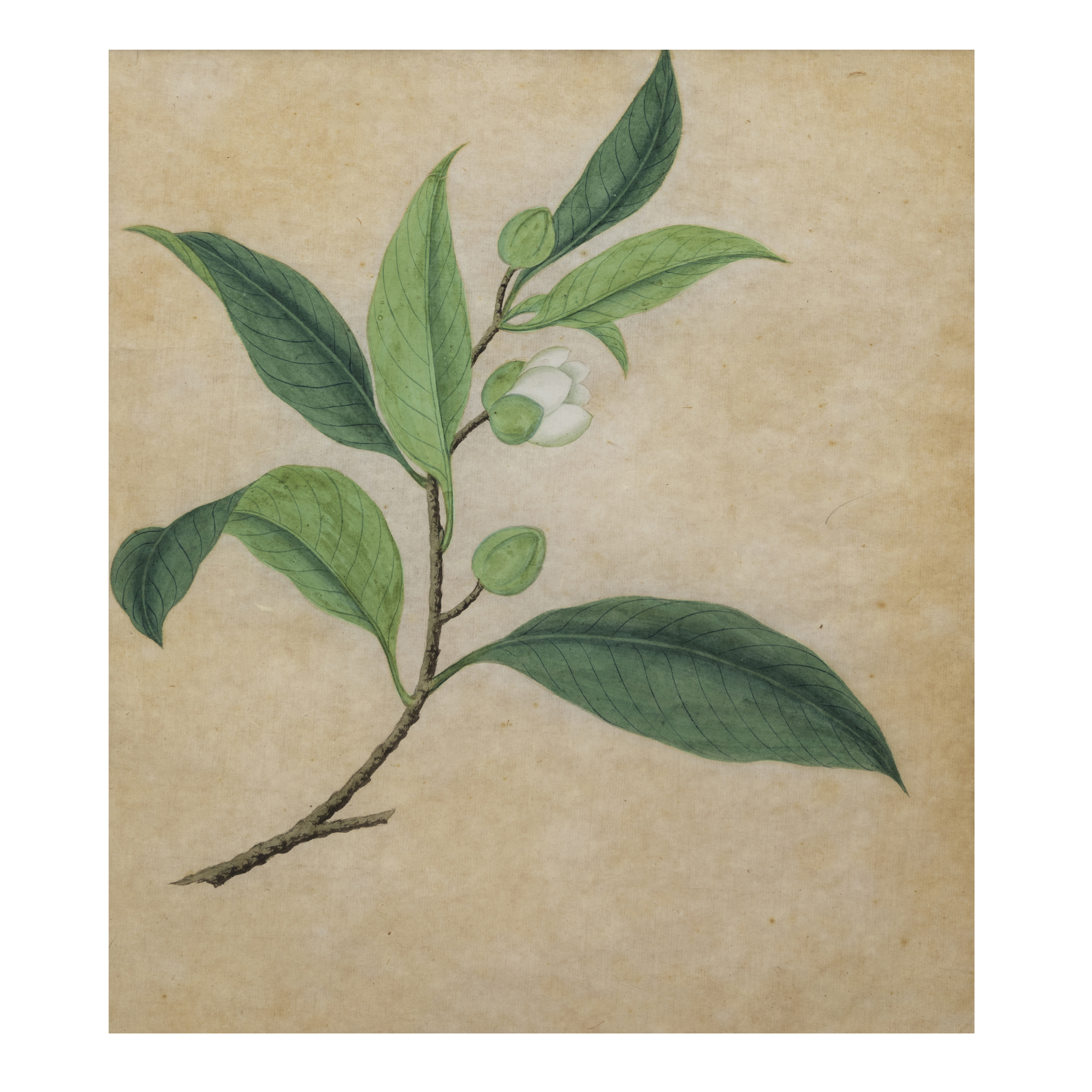 Chinese school, early 20th century 'Botanical studies' Gouache on paper, four paintings depicti... - Image 4 of 5