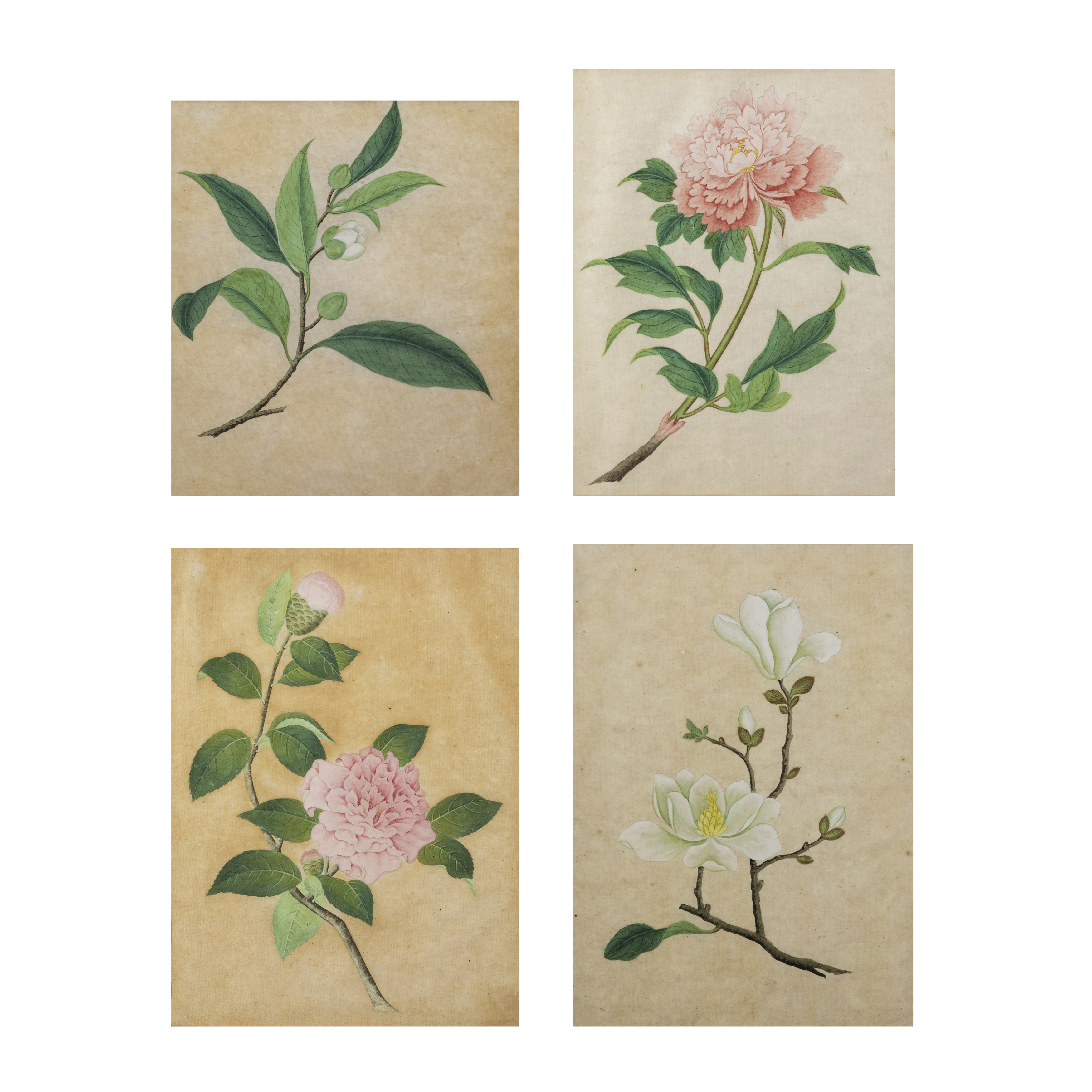 Chinese school, early 20th century 'Botanical studies' Gouache on paper, four paintings depicti...