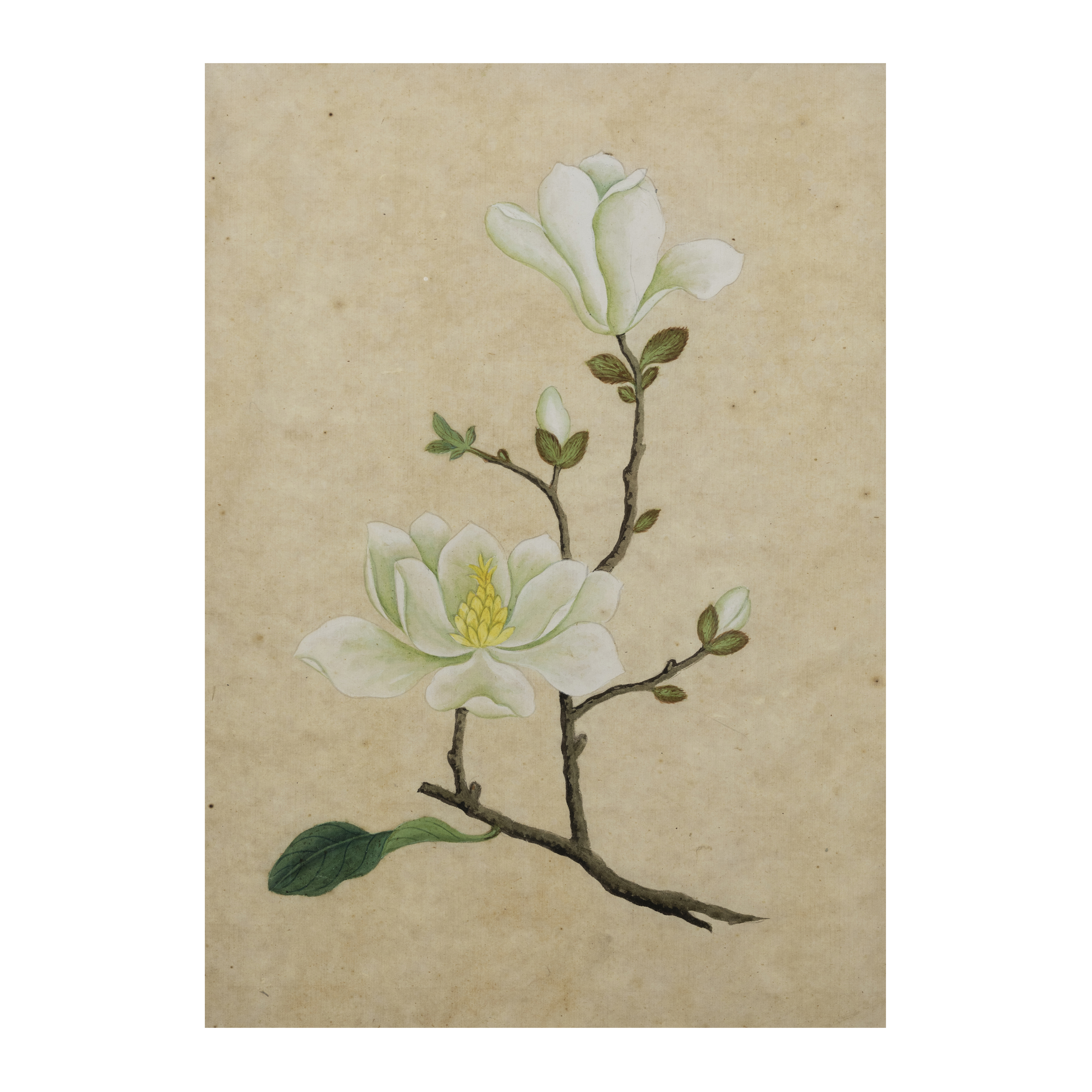 Chinese school, early 20th century 'Botanical studies' Gouache on paper, four paintings depicti... - Image 5 of 5