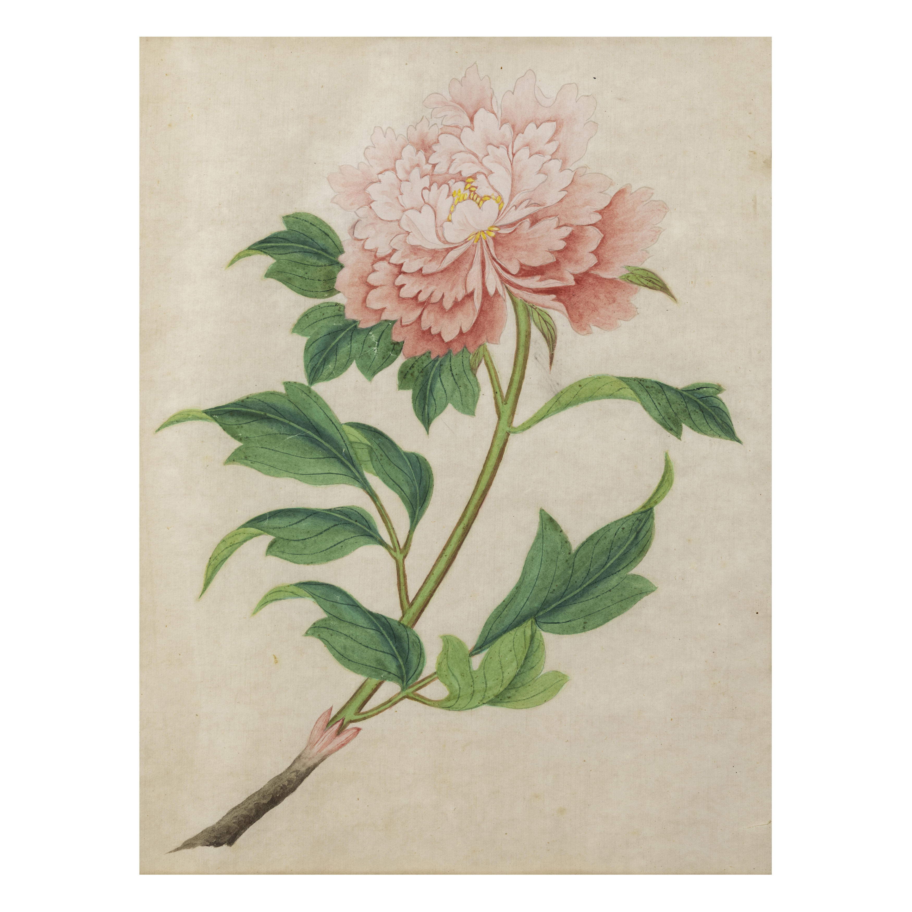Chinese school, early 20th century 'Botanical studies' Gouache on paper, four paintings depicti... - Image 3 of 5