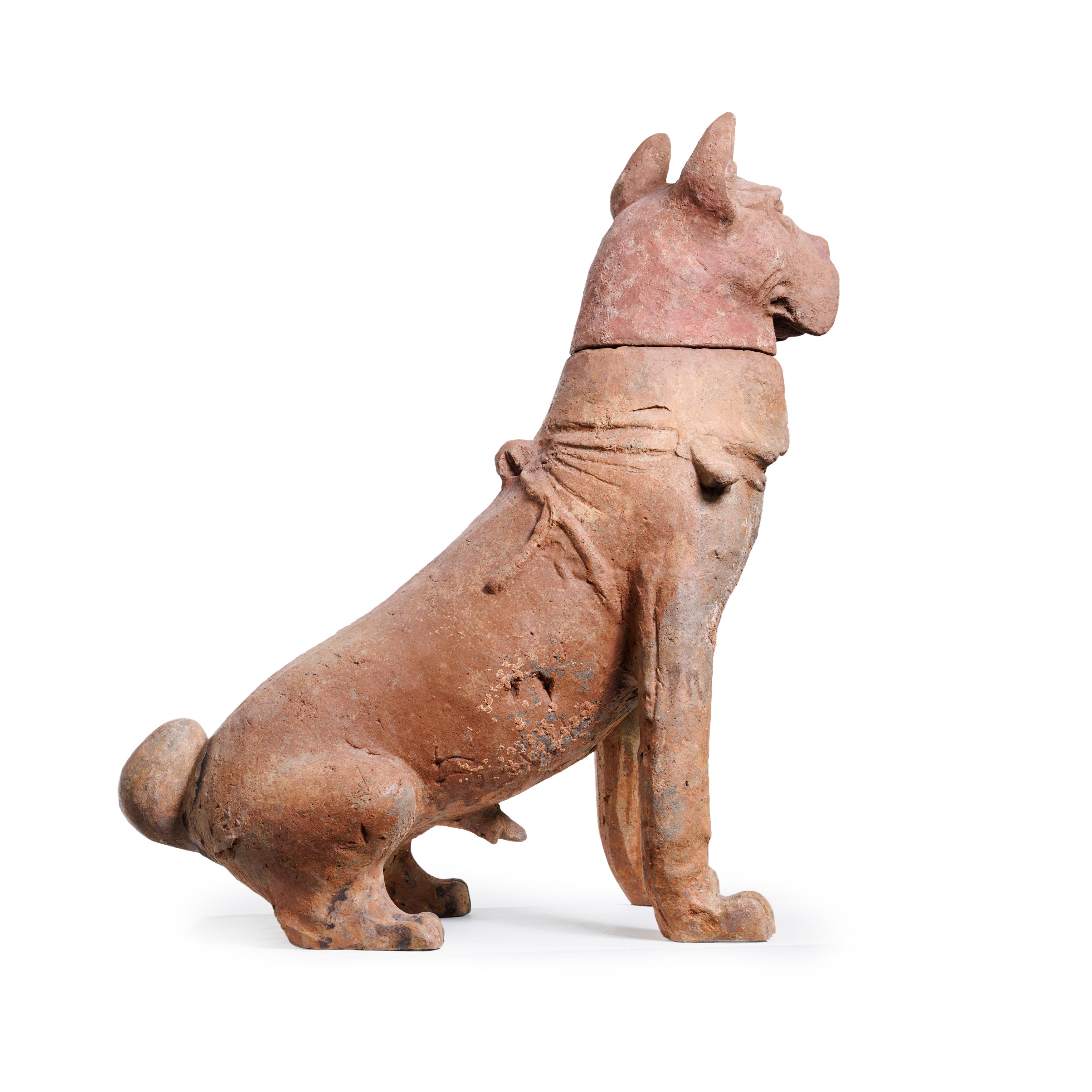 A large Chinese pottery figure of a hound Han dynasty Modelled seated, with detachable head, 71... - Image 2 of 3