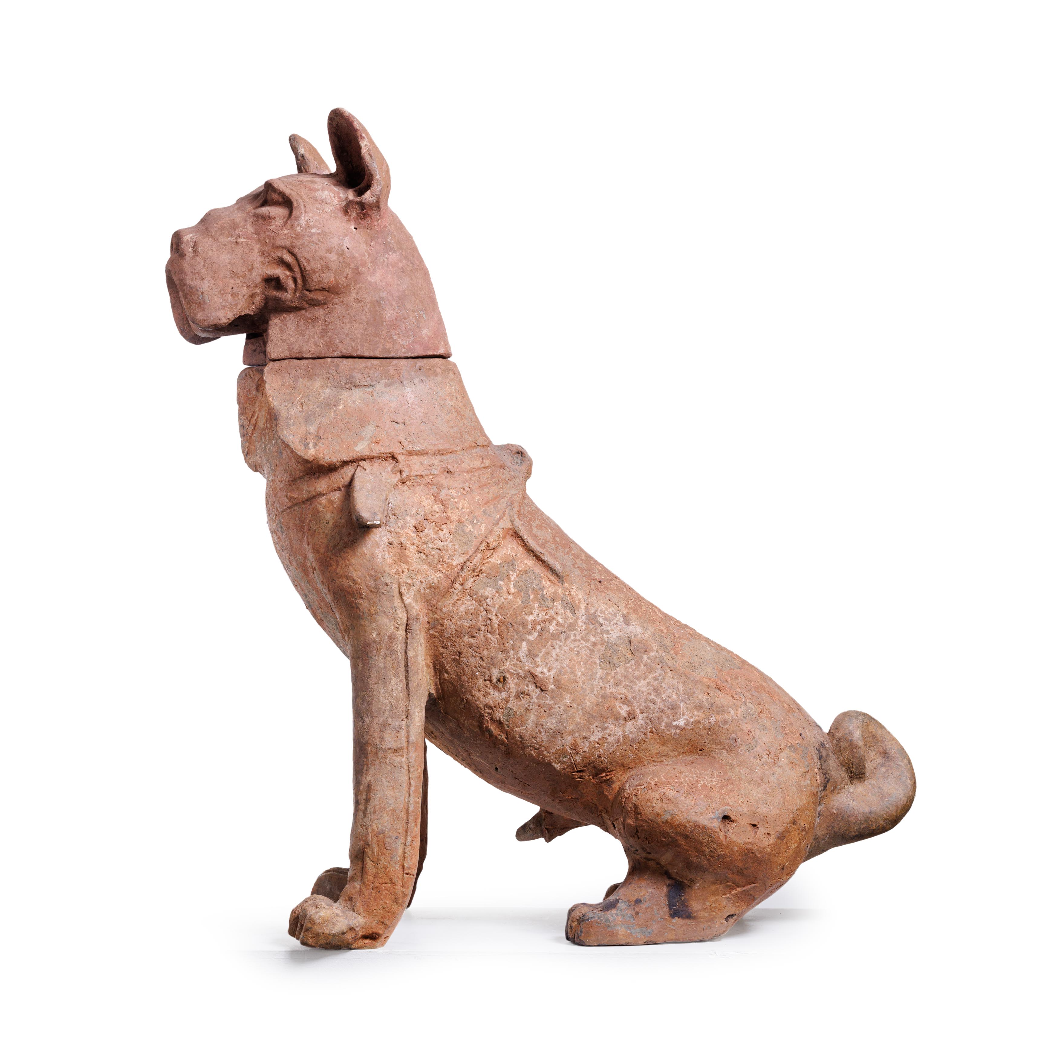 A large Chinese pottery figure of a hound Han dynasty Modelled seated, with detachable head, 71...