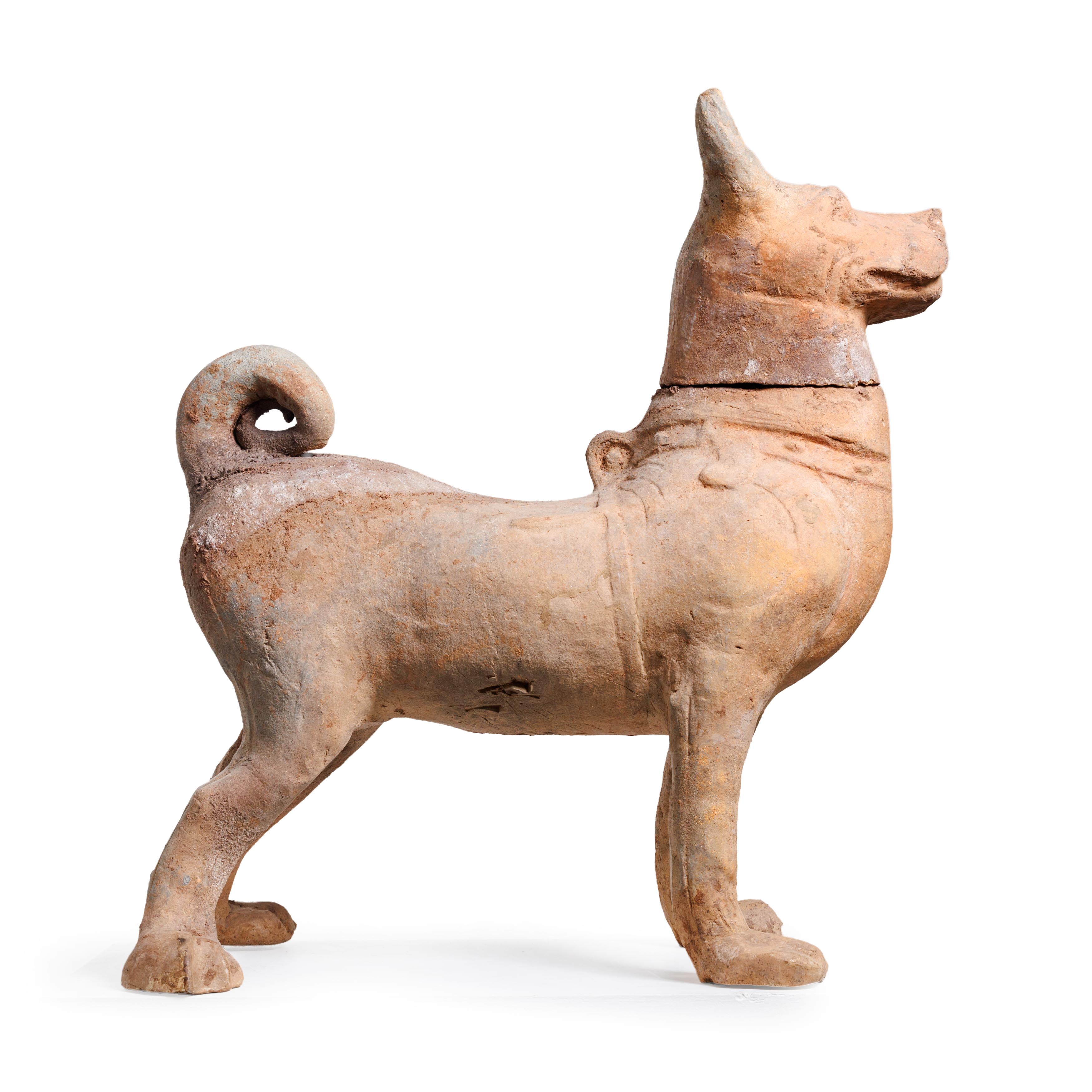A Chinese pottery figure of a hound Tang dynasty Modelled standing four square, with detachable... - Image 3 of 3