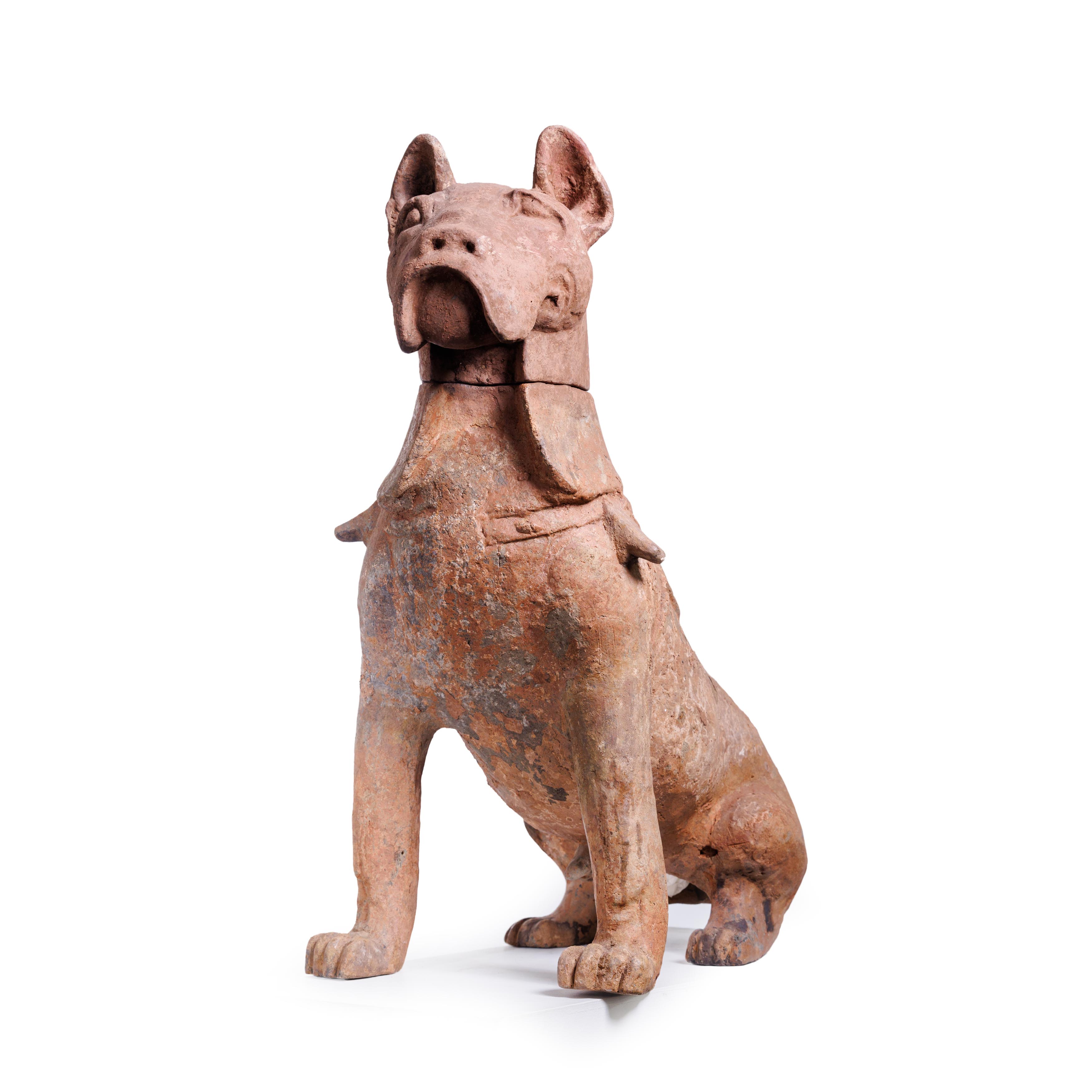 A large Chinese pottery figure of a hound Han dynasty Modelled seated, with detachable head, 71... - Image 3 of 3