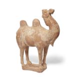 A Chinese pottery figure of a camel Tang dynasty The robust animal standing four-square on a pi...