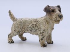 An Austrian cold painted bronze model of a terrier. 7 cm long.