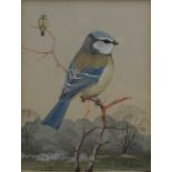 HAYMAN, PETER (born 1930) British (AR), Blue Tits, watercolour, signed, framed and glazed.