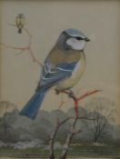 HAYMAN, PETER (born 1930) British (AR), Blue Tits, watercolour, signed, framed and glazed.