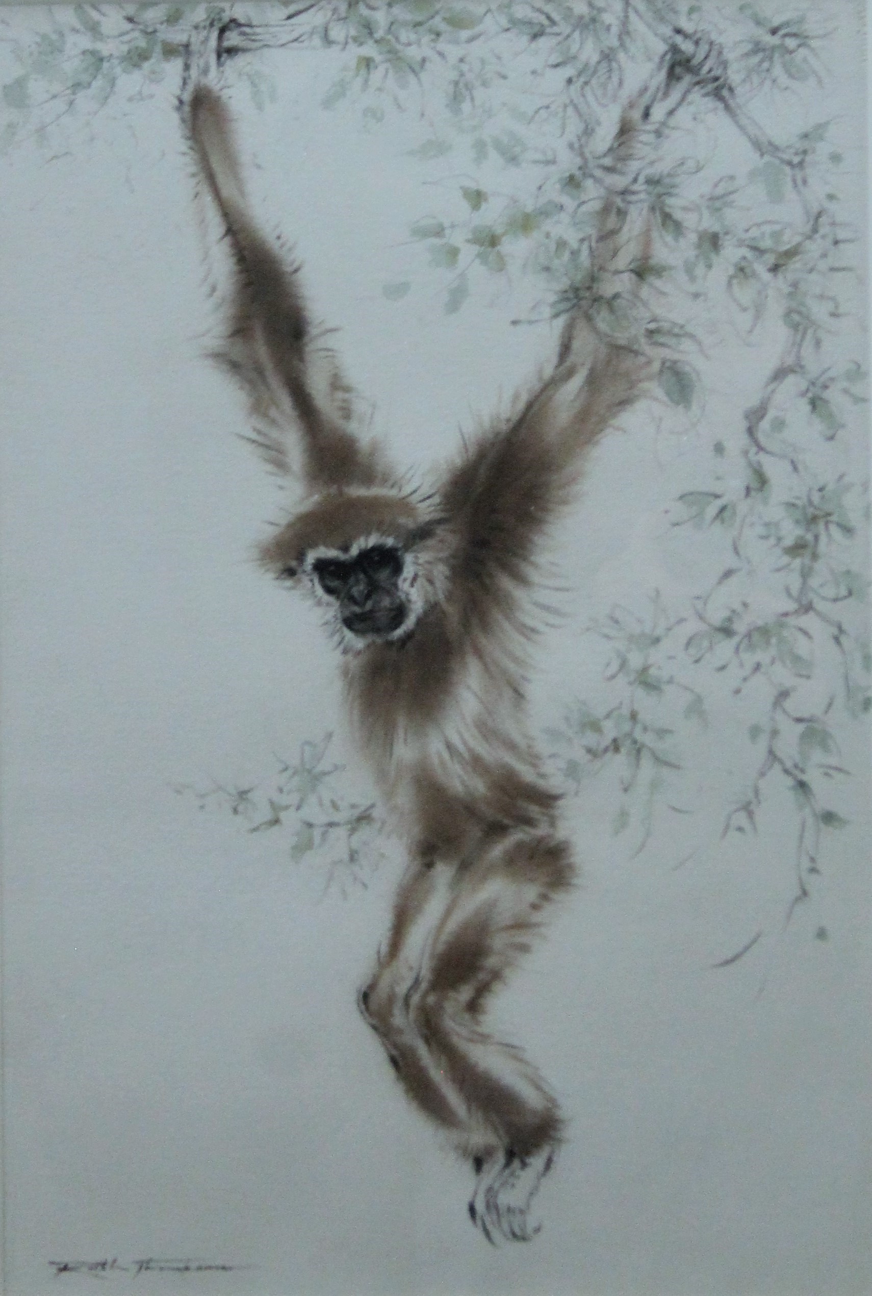THOMPSON, RALPH SHILLITO (1913-2009) British (AR), White-Handed Gibbon, watercolour, signed,