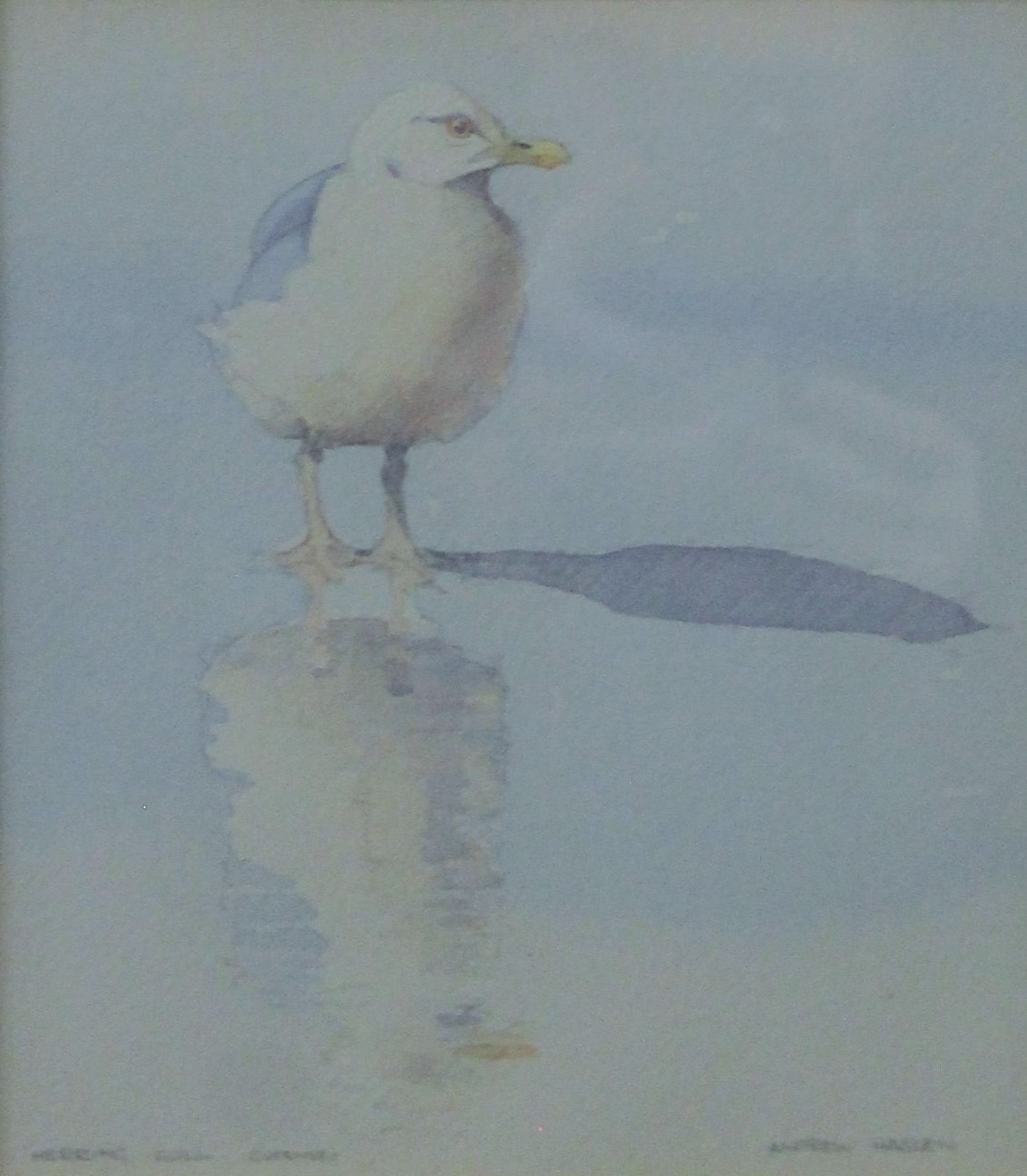 HASLEN, ANDREW (born 1951) British (AR), Herring Gull, Guernsey, watercolour, signed,