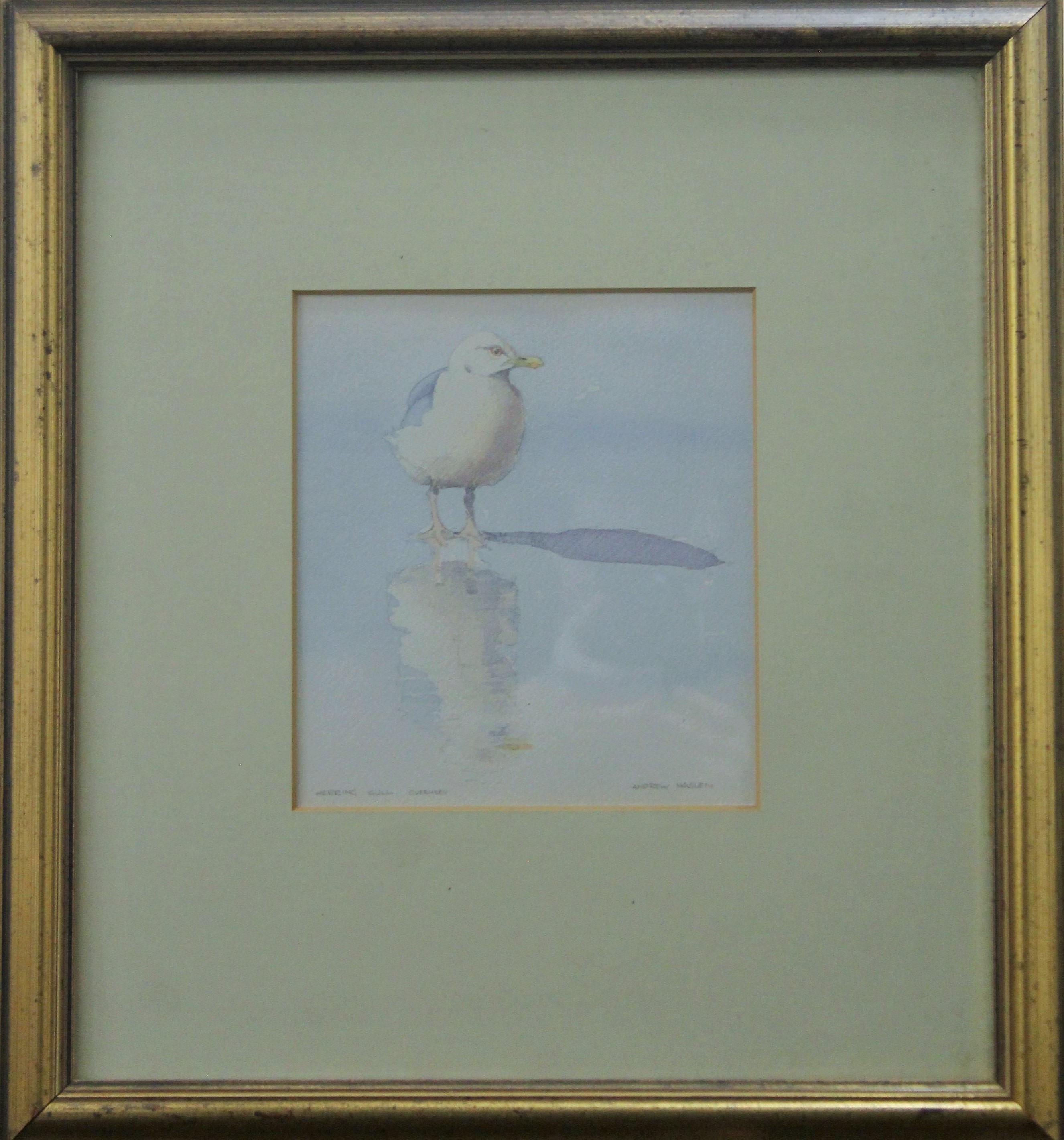HASLEN, ANDREW (born 1951) British (AR), Herring Gull, Guernsey, watercolour, signed, - Image 2 of 3