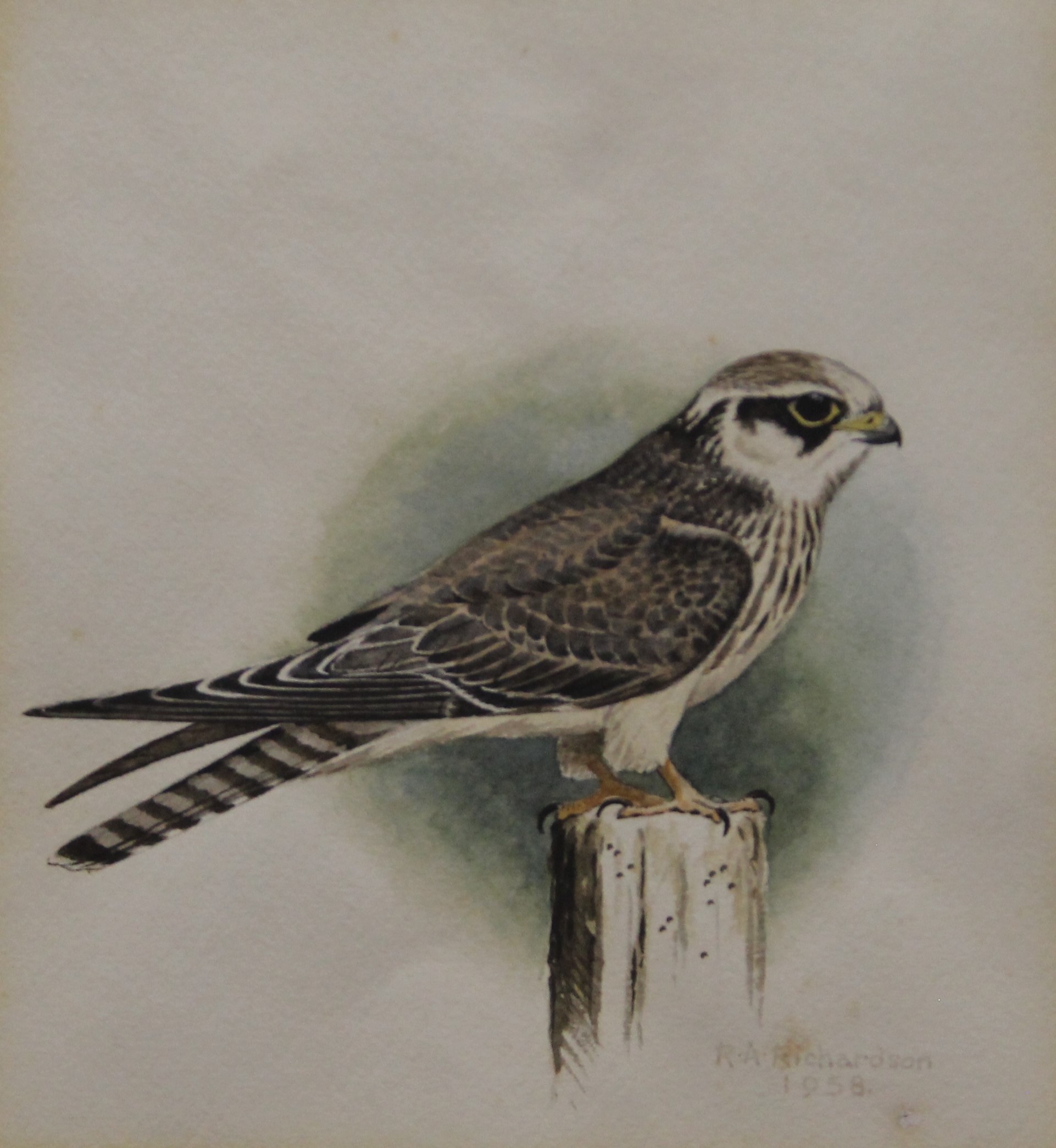 RICHARDSON, RICHARD ALLAN (1922-1977) British (AR), Sparrowhawk, watercolour, signed and dated 1958.