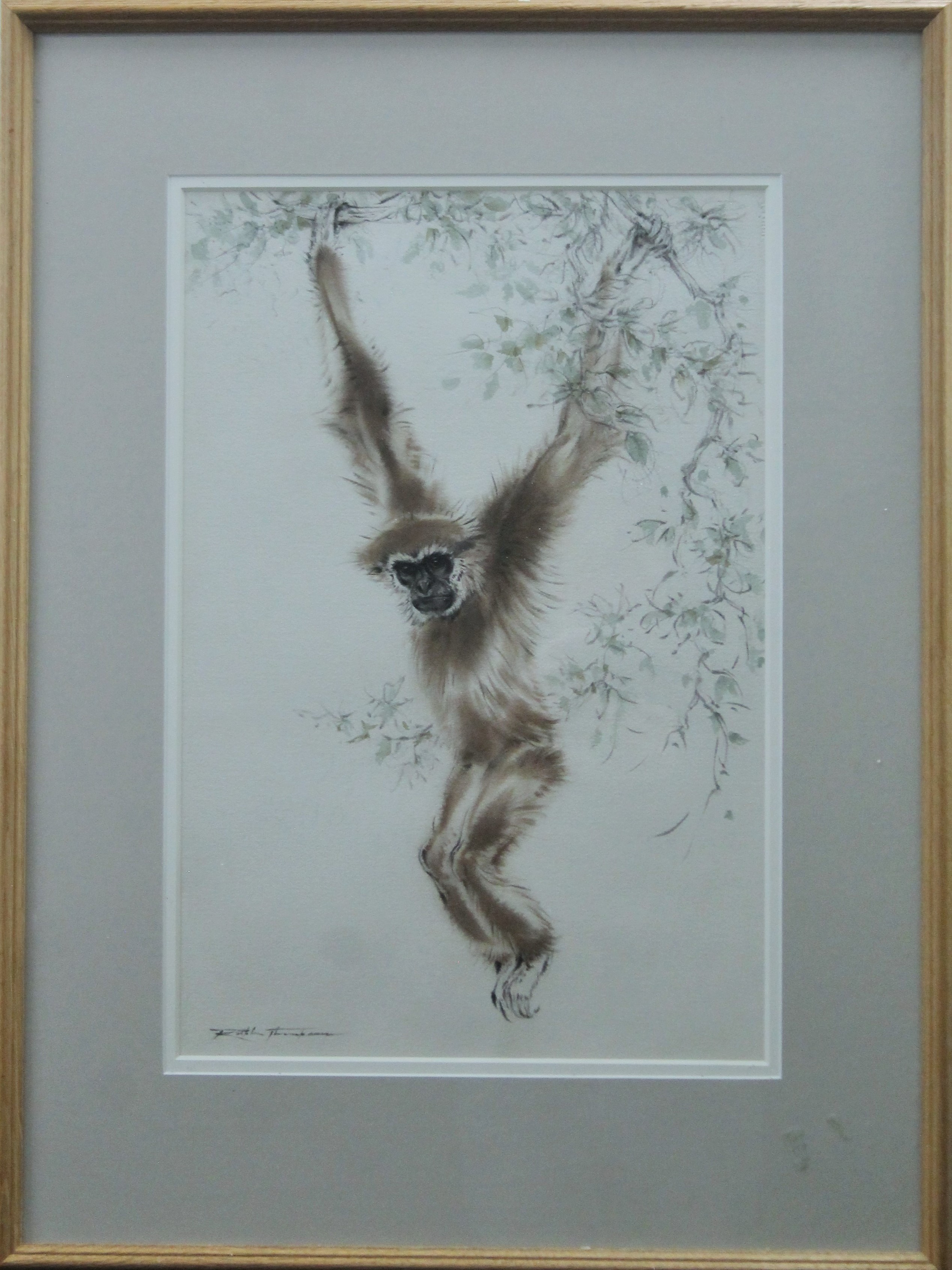 THOMPSON, RALPH SHILLITO (1913-2009) British (AR), White-Handed Gibbon, watercolour, signed, - Image 2 of 3