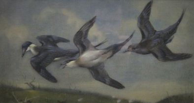 SEABY, ALLEN WILLIAM (1867-1953) British (AR), Arctic Skuas, oil, initialed "A W S ",