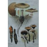 HARLE, DENIS, (1920-2001) British (AR), 3 Studies of Fungi, watercolours, one signed,