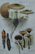 HARLE, DENIS, (1920-2001) British (AR), 3 Studies of Fungi, watercolours, one signed,