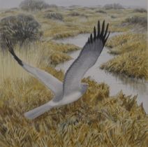 WARREN, MICHAEL (born 1938) British (AR), Hen Harrier, watercolour, signed. 31 x 31 cm.