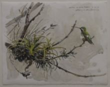 VAN DUSEN, BARRY W (born 1954) American, Hummingbird, watercolour, signed and dated 6.6.03.