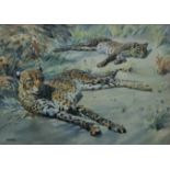 SHEPPARD, RAYMOND (1913-1958) British (AR), Cheetahs, watercolour, signed, framed and glazed.