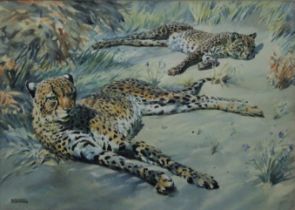 SHEPPARD, RAYMOND (1913-1958) British (AR), Cheetahs, watercolour, signed, framed and glazed.