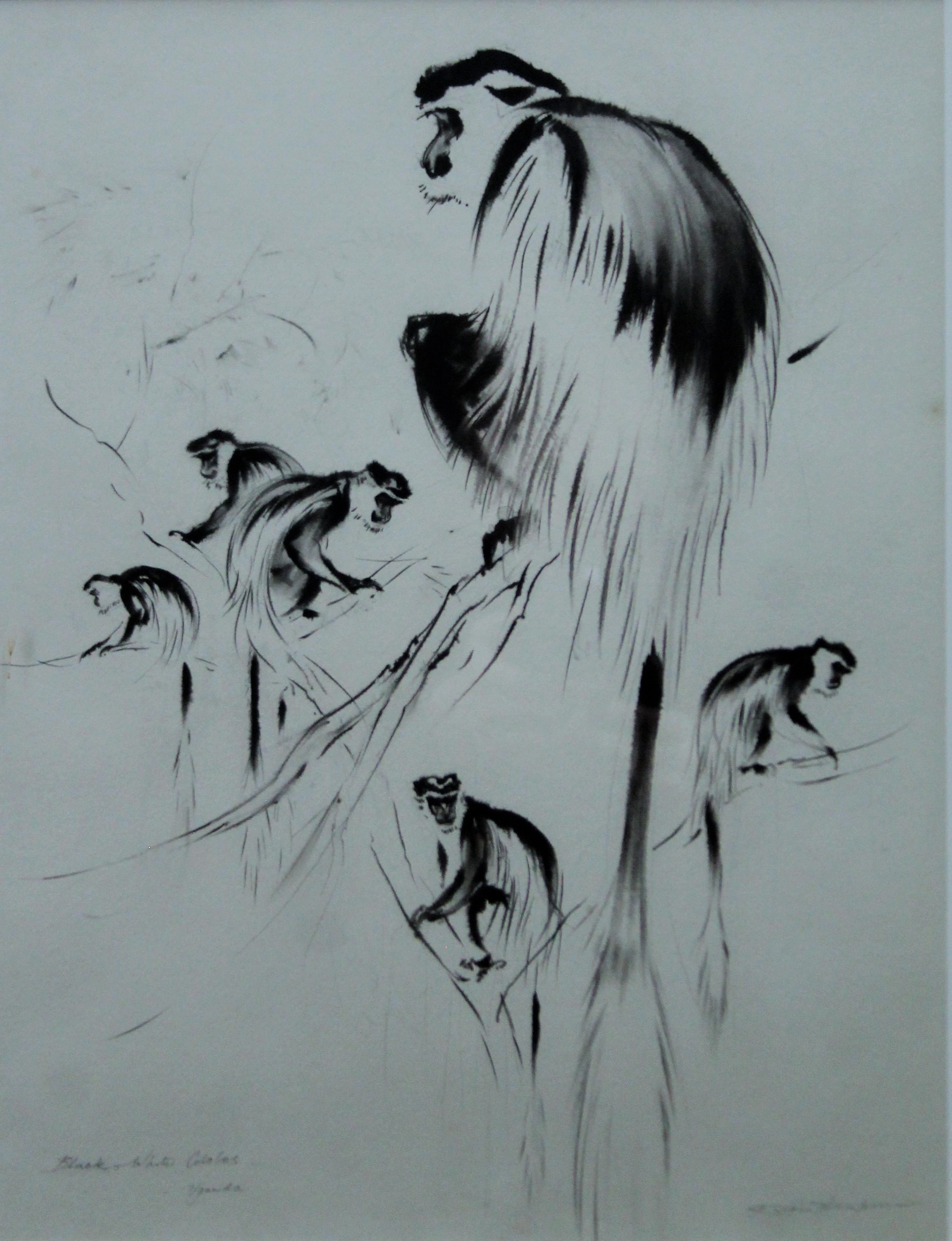 THOMPSON, RALPH SHILLITO (1913-2009) British (AR), Black and White Colobus, Uganda, ink, signed,