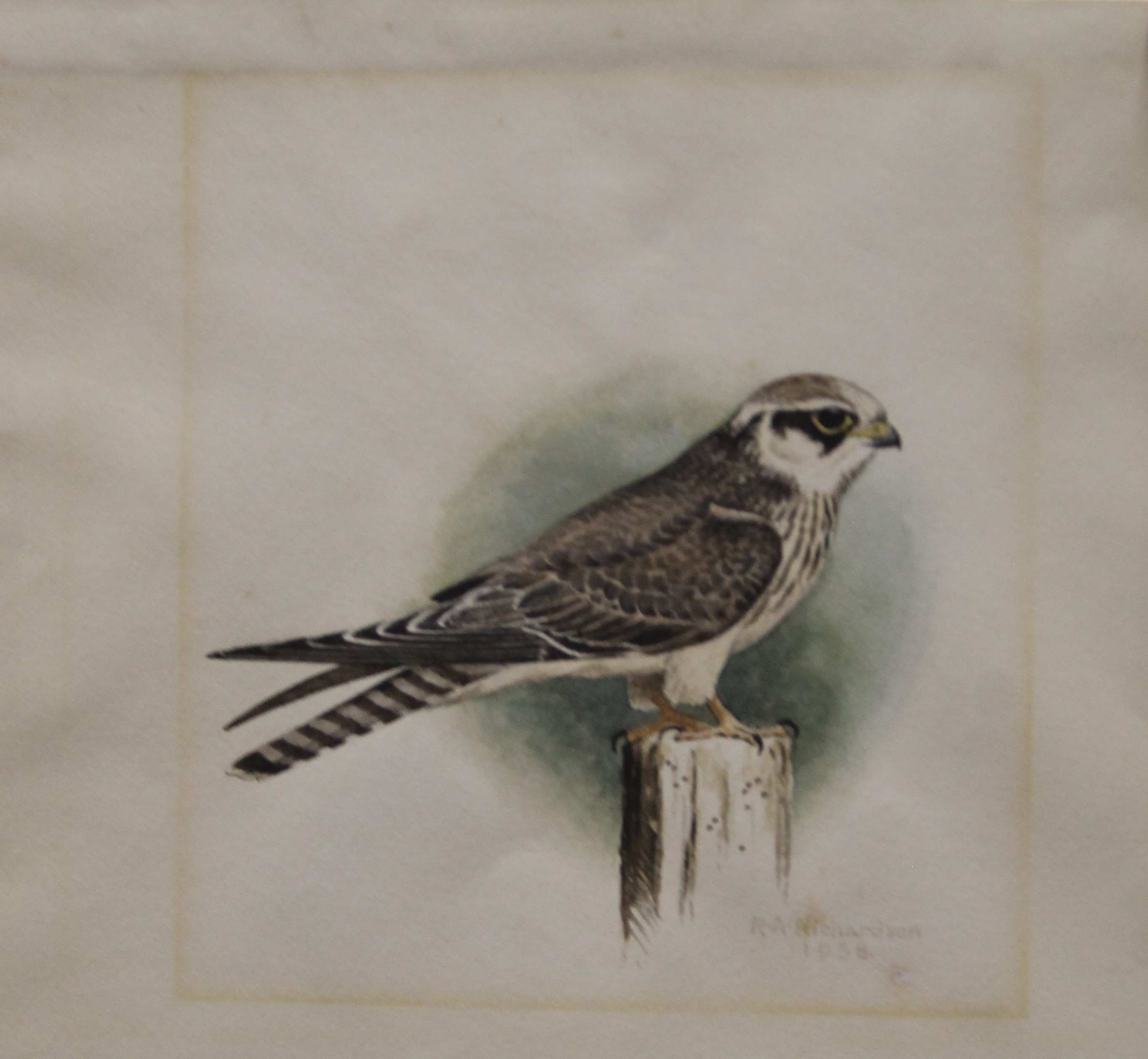RICHARDSON, RICHARD ALLAN (1922-1977) British (AR), Sparrowhawk, watercolour, signed and dated 1958. - Bild 2 aus 3