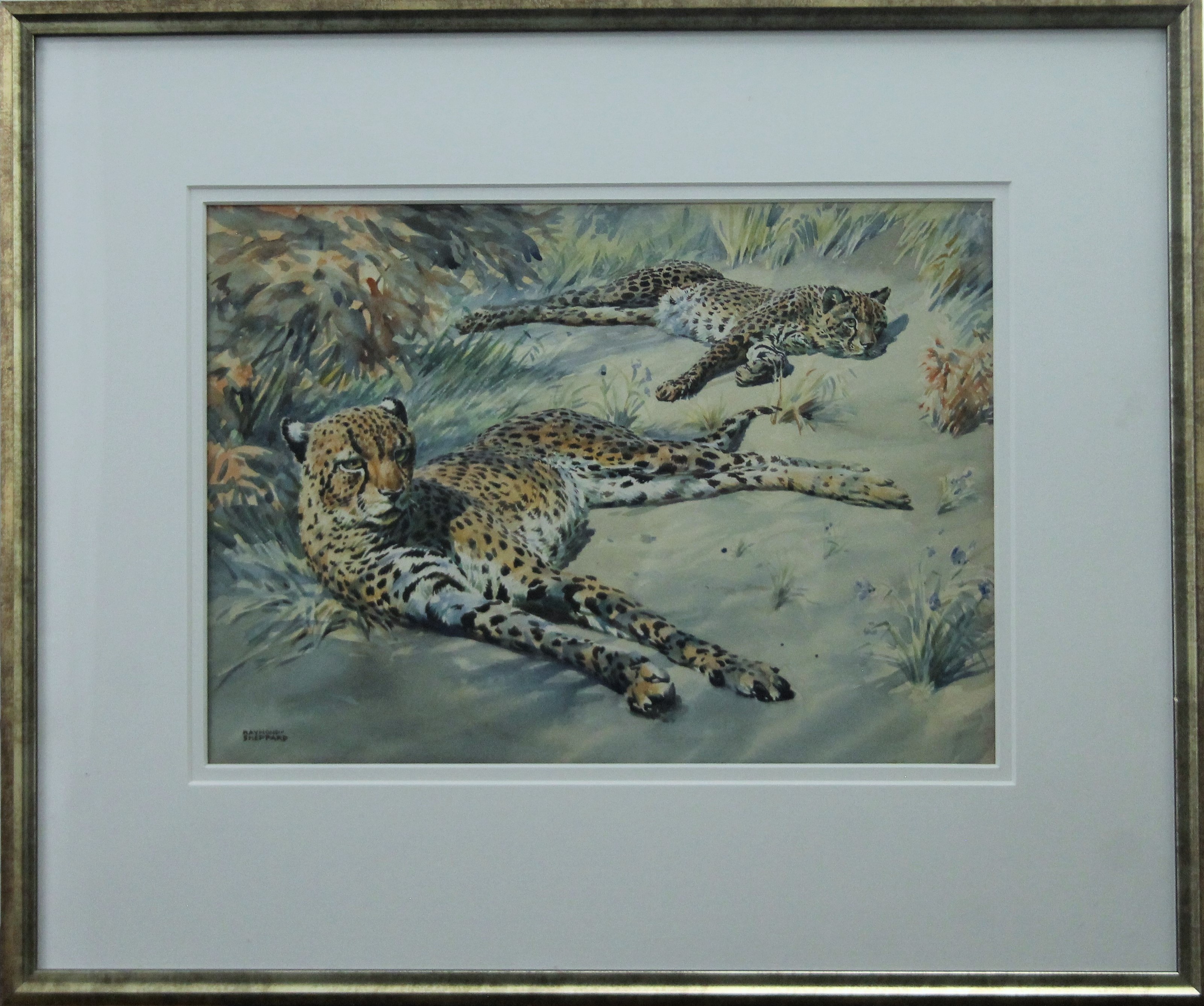 SHEPPARD, RAYMOND (1913-1958) British (AR), Cheetahs, watercolour, signed, framed and glazed. - Image 2 of 3