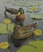 TENNENT, JOHN (born 1926) British (AR), Mallard Among Yellow Water-Lilies,