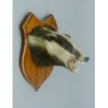 A taxidermy specimen of a Badger (Meles meles) head mounted on a wooden shield.