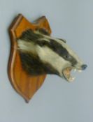A taxidermy specimen of a Badger (Meles meles) head mounted on a wooden shield.