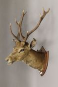 A mounted taxidermy stag's head. Approximately 90 cm high.