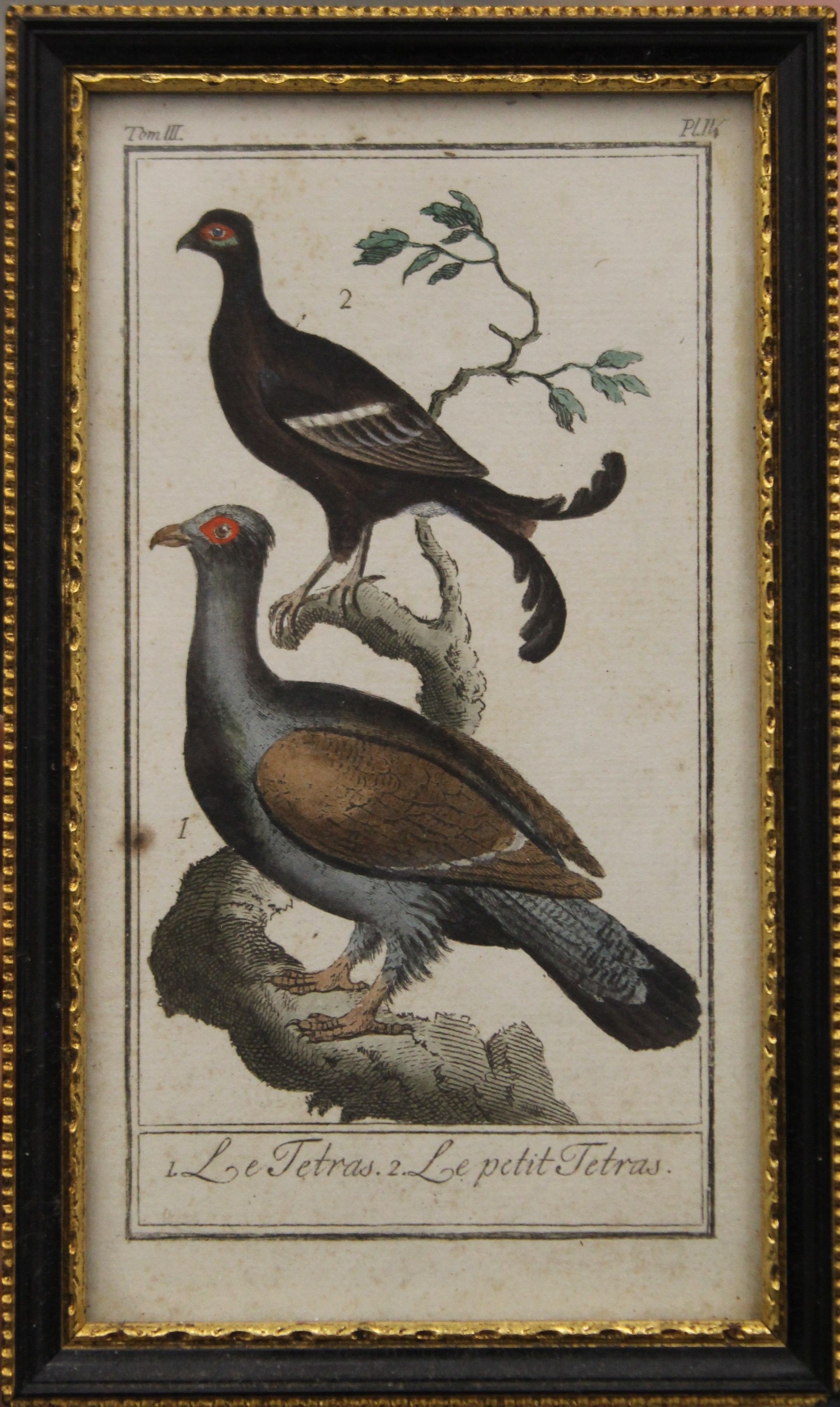 GEORGES-LOUIS LECLERC DE BUFFON (1707-1788), hand coloured engraving from Histoire Naturelle, - Image 2 of 3