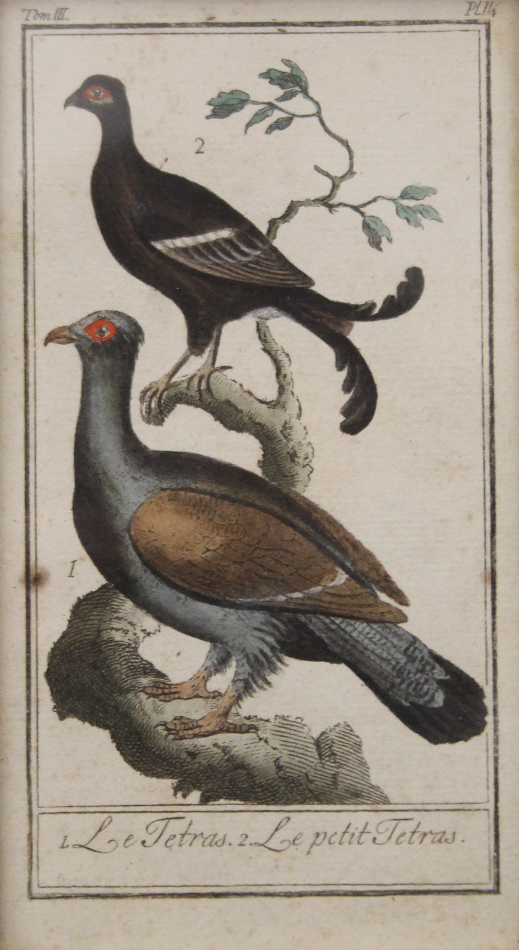 GEORGES-LOUIS LECLERC DE BUFFON (1707-1788), hand coloured engraving from Histoire Naturelle,