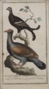 GEORGES-LOUIS LECLERC DE BUFFON (1707-1788), hand coloured engraving from Histoire Naturelle,