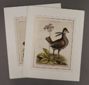 JOHANN MICHAEL SELIGMANN (1720-1762) German, a pair of bird etchings,
