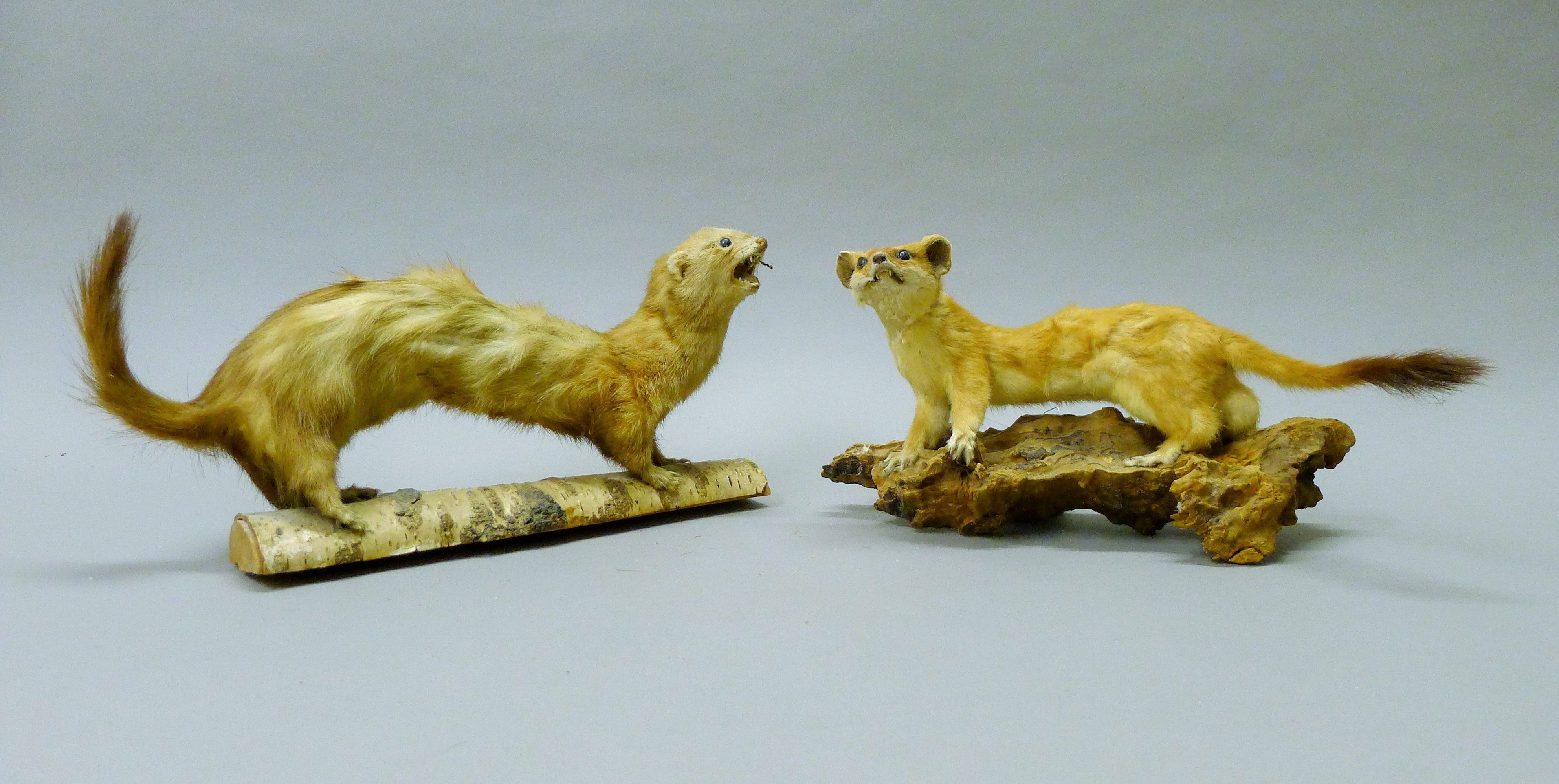 A taxidermy specimen of a preserved stoat (Mustela erminea) and a ferret (Mustela putorius furo).