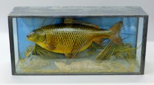 A taxidermy specimen of a preserved Common carp (Cyprinus carpio) by Malloch of Perth mounted in a