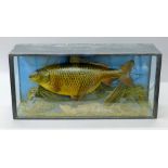 A taxidermy specimen of a preserved Common carp (Cyprinus carpio) by Malloch of Perth mounted in a