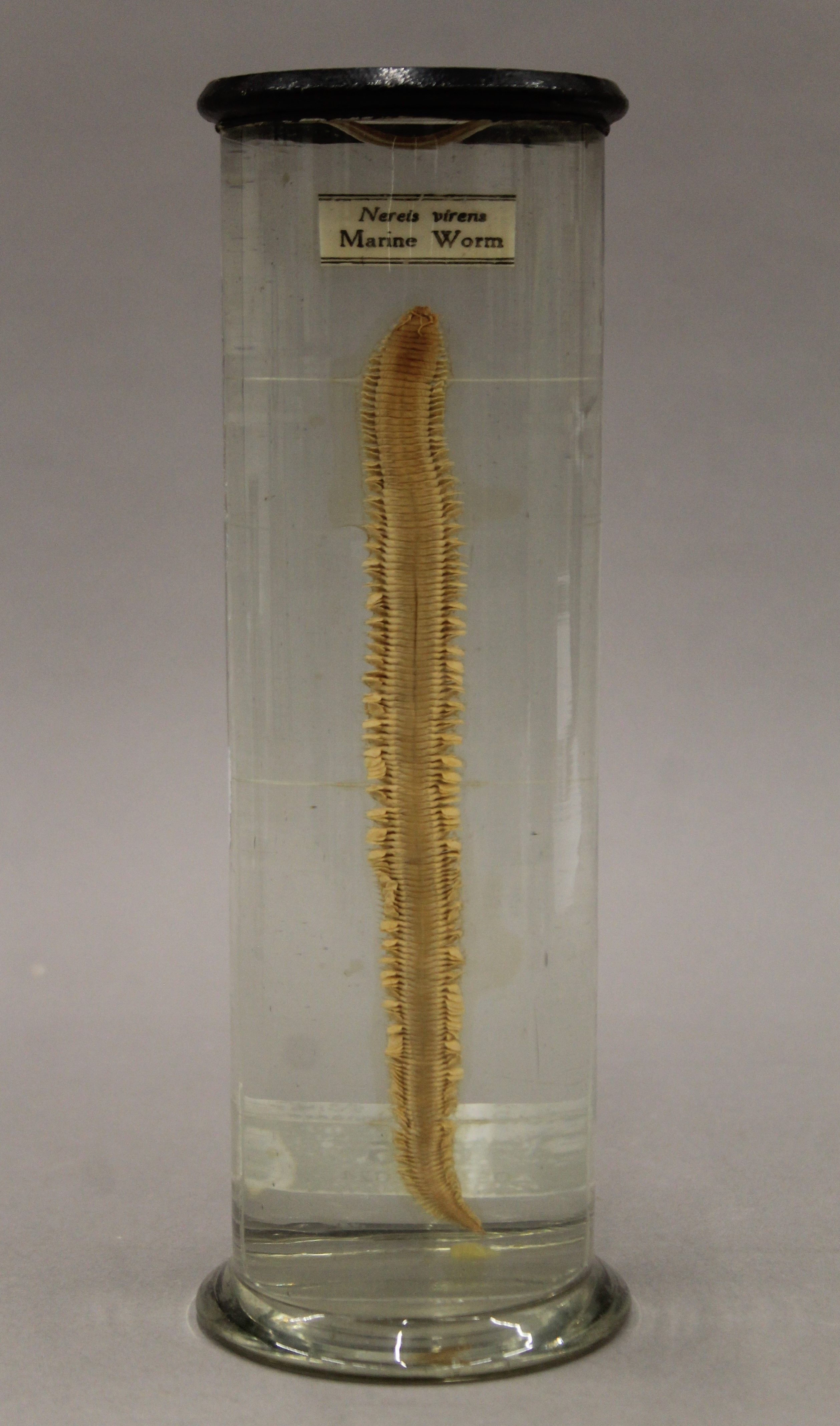 A jar containing a marine worm specimen in preservative fluid. 25 cm high.