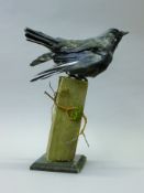 A taxidermy specimen of a preserved partially-pied jackdaw (Corvus monedula),