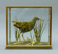 A taxidermy specimen of a preserved water rail (Rallus aquaticus), mounted amongst reeds,