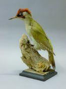 A taxidermy specimen of a preserved green woodpecker (Picus viridis),