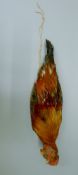 A taxidermy specimen of a preserved hanging cockerel (Gallus gallus domestica). 52 cm long.
