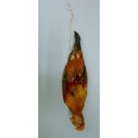 A taxidermy specimen of a preserved hanging cockerel (Gallus gallus domestica). 52 cm long.