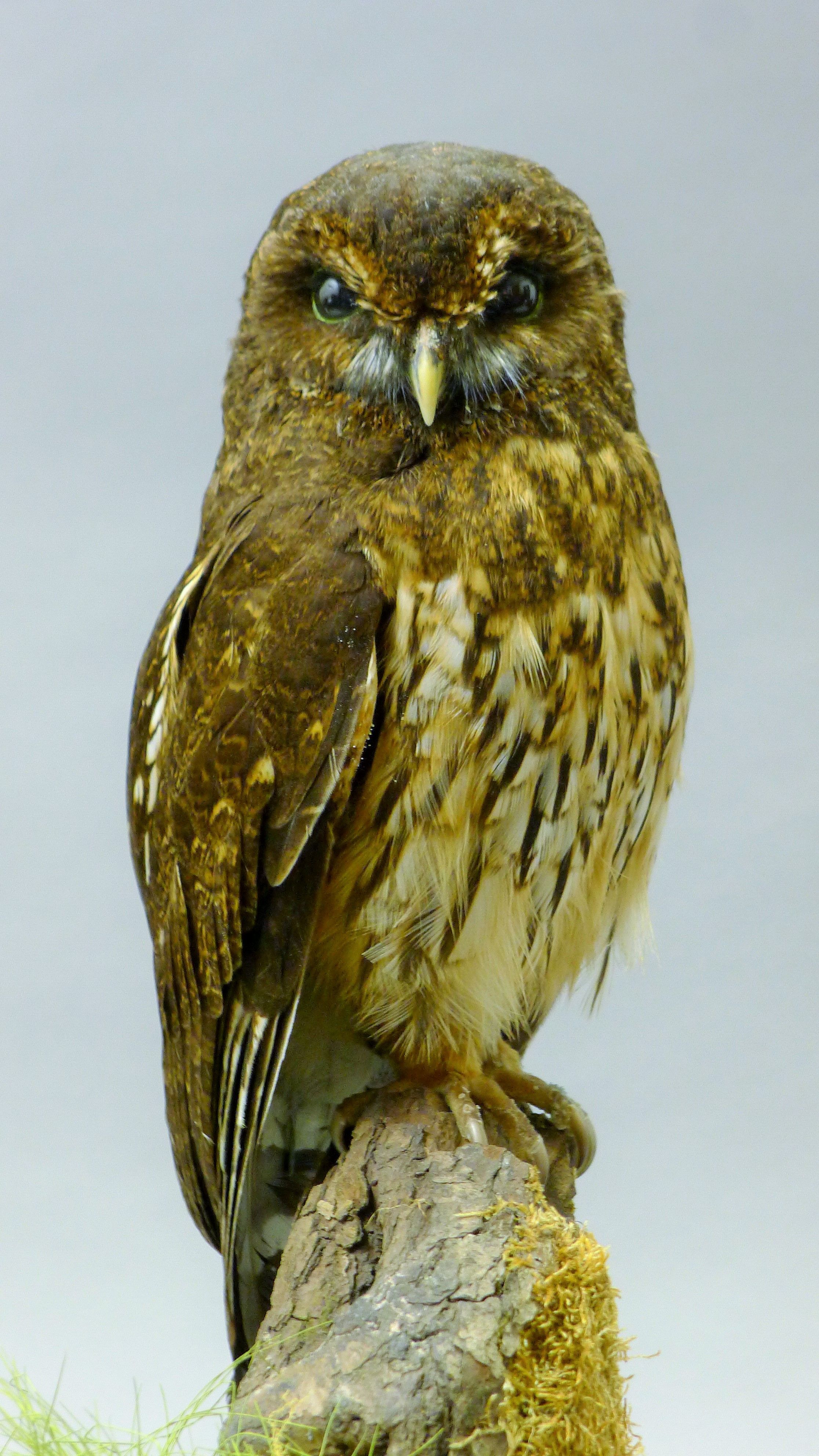 A taxidermy specimen of a preserved mottled owl (Strix virgata), mounted in a naturalistic setting, - Image 5 of 5