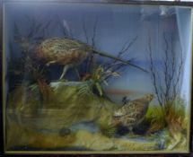 A taxidermy specimen of a preserved pheasant and a grey partridge,