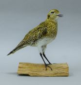 A taxidermy specimen of a preserved golden plover (Pluvialis apricaria),